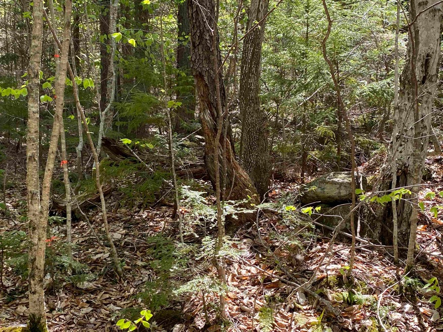 Map 248 lot 001 Hunt Rd E, Plymouth, NH 03264 - photo 1