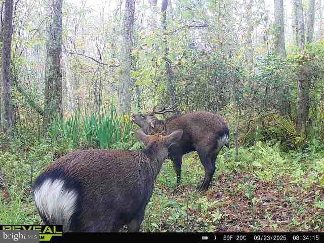 0 Callaway Wharf Rd, Galestown, MD 19973 - photo 1