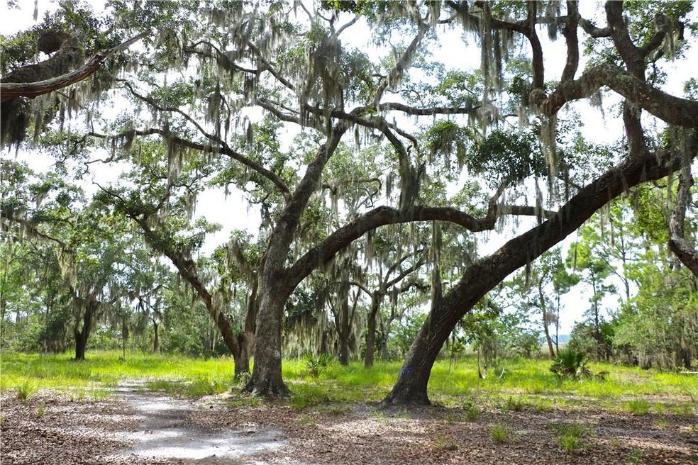 LOTS of mature live oaks providing an amazing cano
