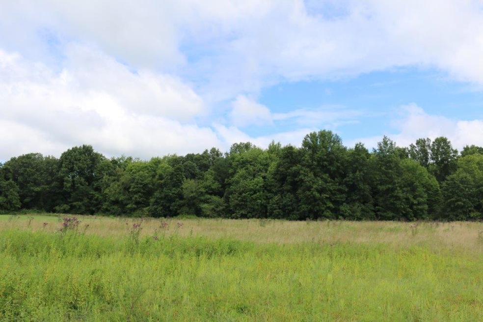 Mature woods