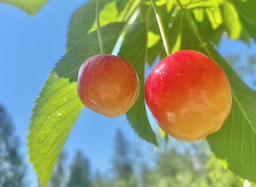 Beautiful Flathead Lake Cherries
