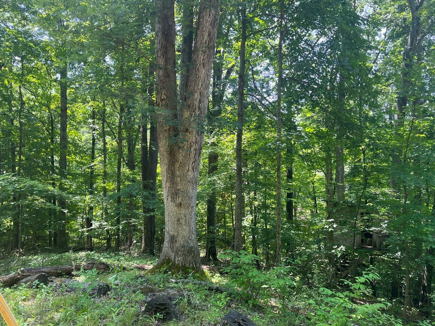 Wooded Lot Painted Hills