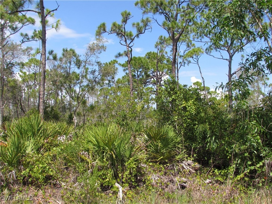 View of local wilderness