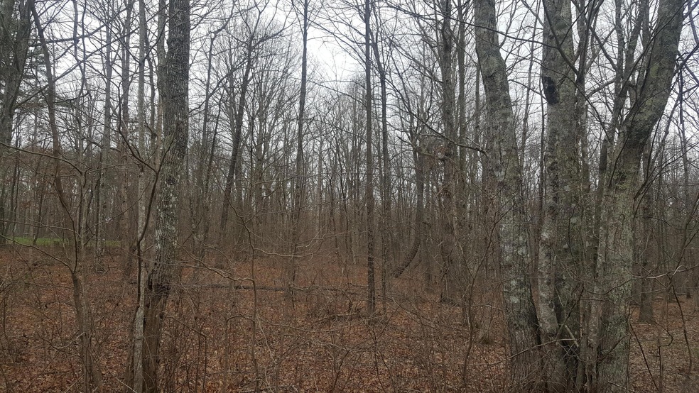 sycamore1