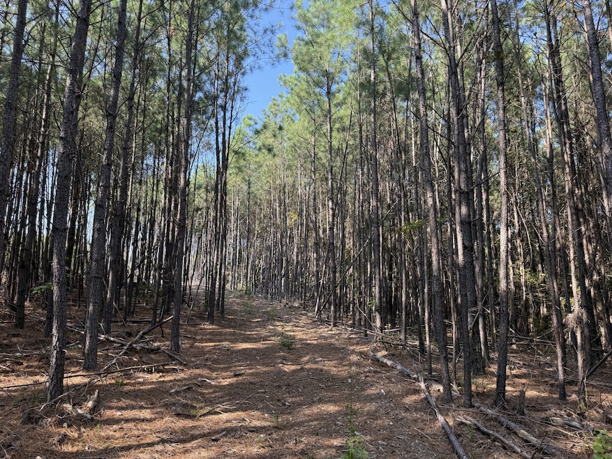 3415 Waynesboro Hwy, Hohenwald, TN 38462 - photo 1