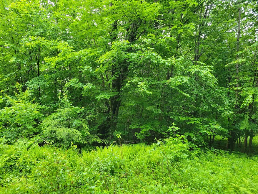 0 Butter Hill Rd unit 4913710, Chatham, NH 03813 - photo 1