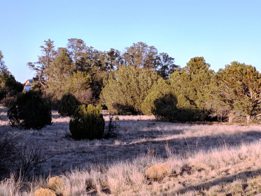 Primary View
