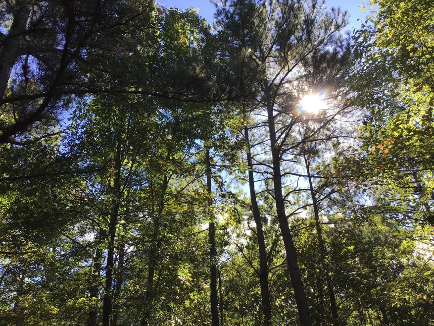 0 Carter Hollow Rd unit 2137061, Linden, TN 37096 - photo 1