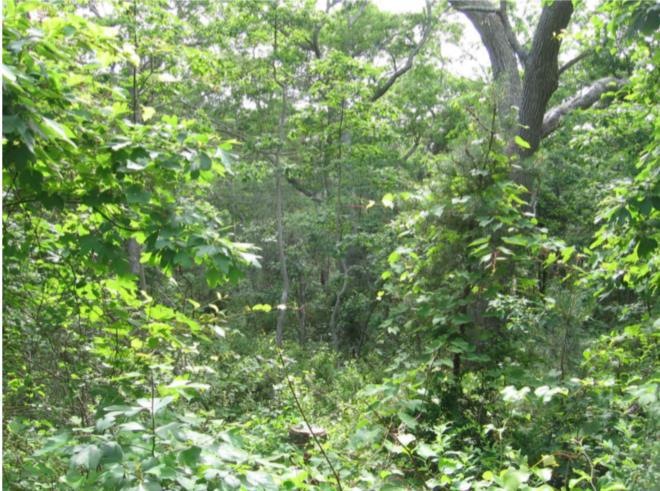 0 Algonquin Ave, Tisbury, MA 02568 - photo 1