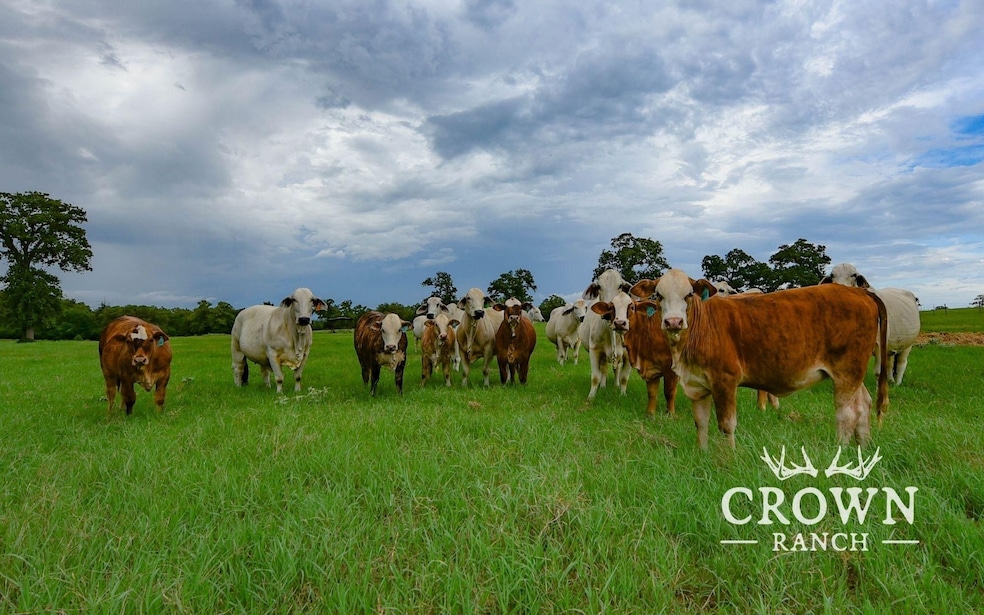 Tbd Fm 908 (+ -1 unit 57 acres, Caldwell, TX 77836 - photo 1