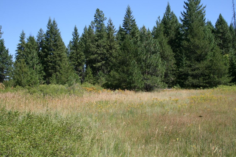 Meadow