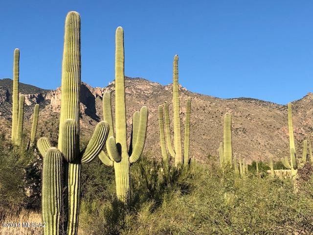 Saguaro Landscape in North View