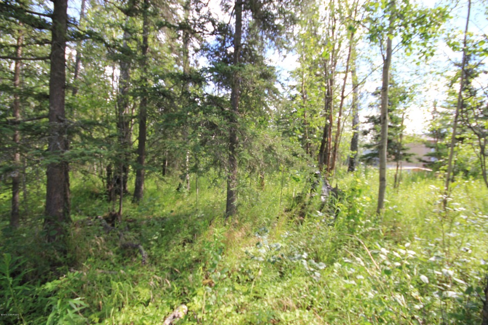 Spruce