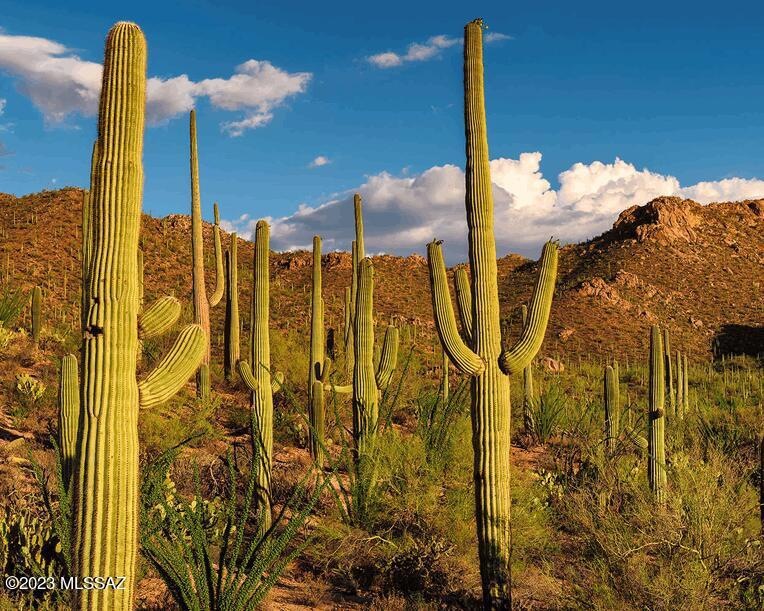 CoyoteCreek_saguaros
