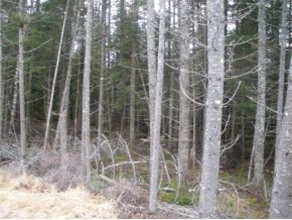 7 S River's Edge 2 Dori Way, Carroll, NH 03595 - photo 1