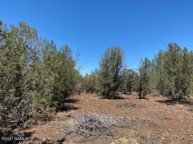 4.99 Acres Heavily Treed in Ash Fork