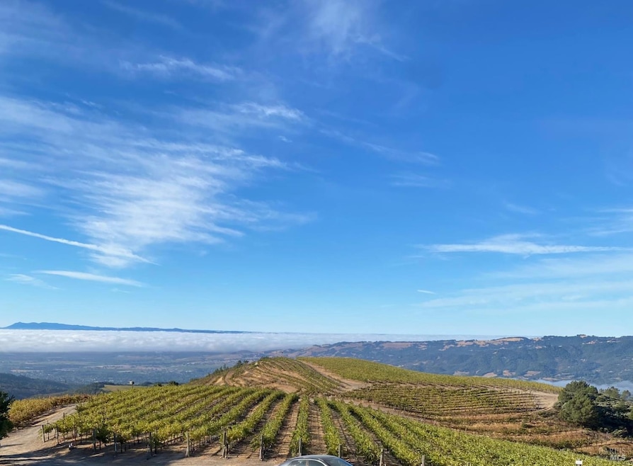 Hannah Vineyard Views as you drive to the property. This is your experience once you drive beyond the stone pillar entry gate.
