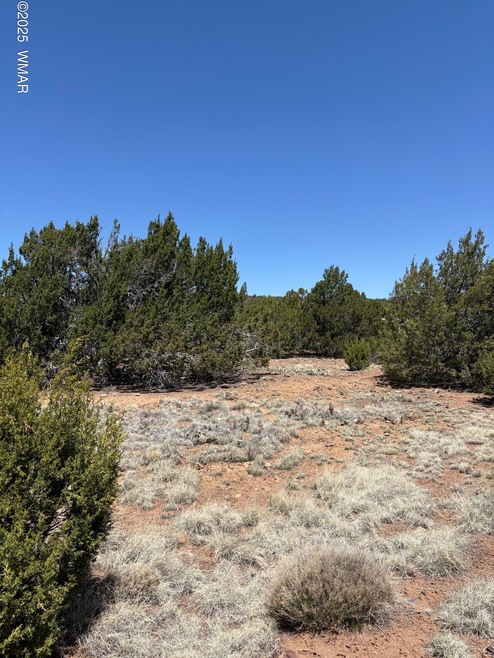 High Desert Forest