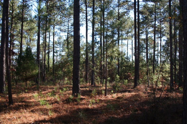 Main View