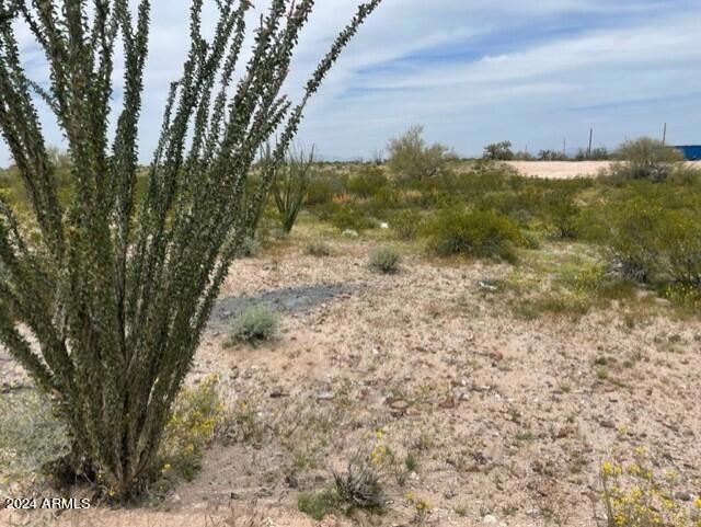 Ocotillo