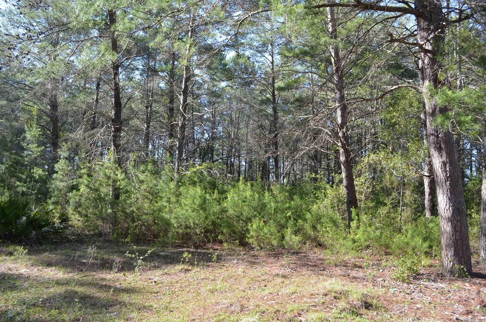 000 Sea Eagle Dr, Keaton Beach, FL 32348 - photo 1