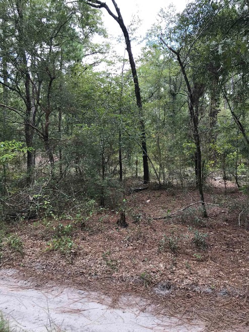 XX Andrew Spears Rd, Crawfordville, FL 32327 - photo 1