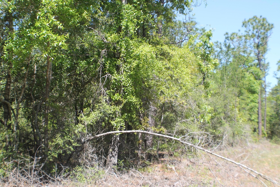 4.35 AC-DD Pine Ln, Crestview, FL 32536 - photo 1