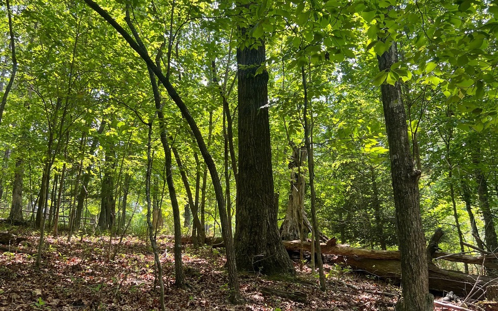 31 Grant Ln, Mineral Bluff, GA 30559 - photo 1