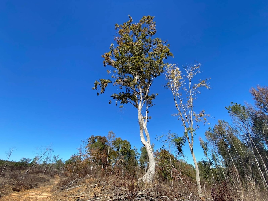 0 Vertie Hoggle Rd, North Perry, AL 36756 - photo 1