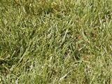 grass picture.jpg