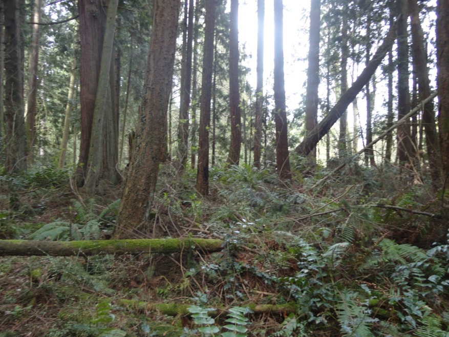 0 W Lake Ketchum Rd unit 638899, Stanwood, WA 98292 - photo 1