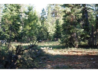 Nicely treed half acre lot