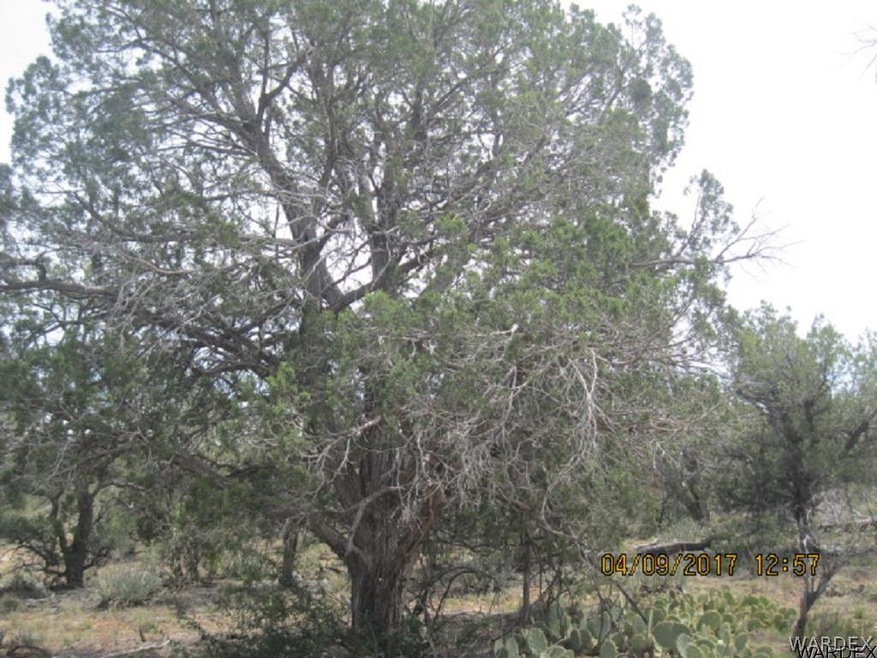 0 Skunk Hill Trail unit 921691, Peach Springs, AZ 86434 - photo 1