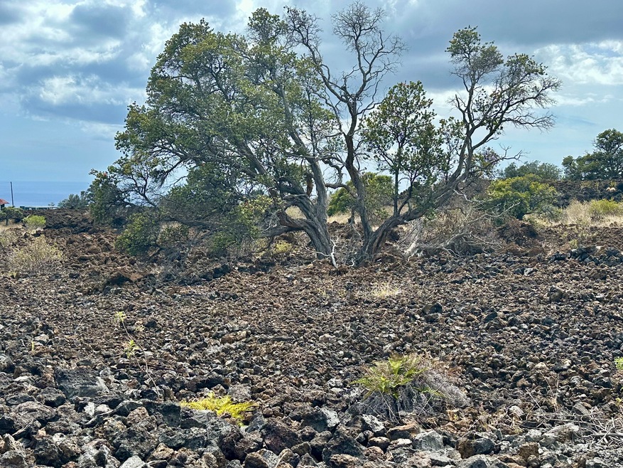 A large old ohia crowns this beautiful lot
