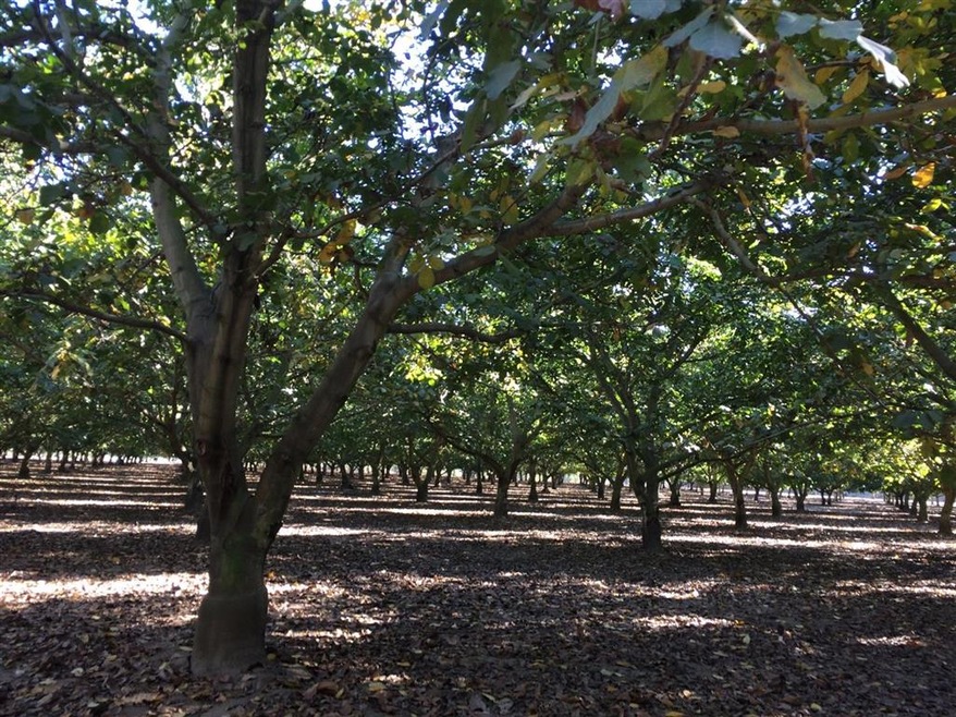 20202 Elliott Rd, Lockeford, CA 95237 - photo 1