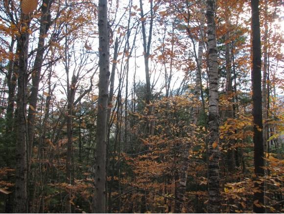 48 Hemlock Rd, Intervale, NH 03845 - photo 1