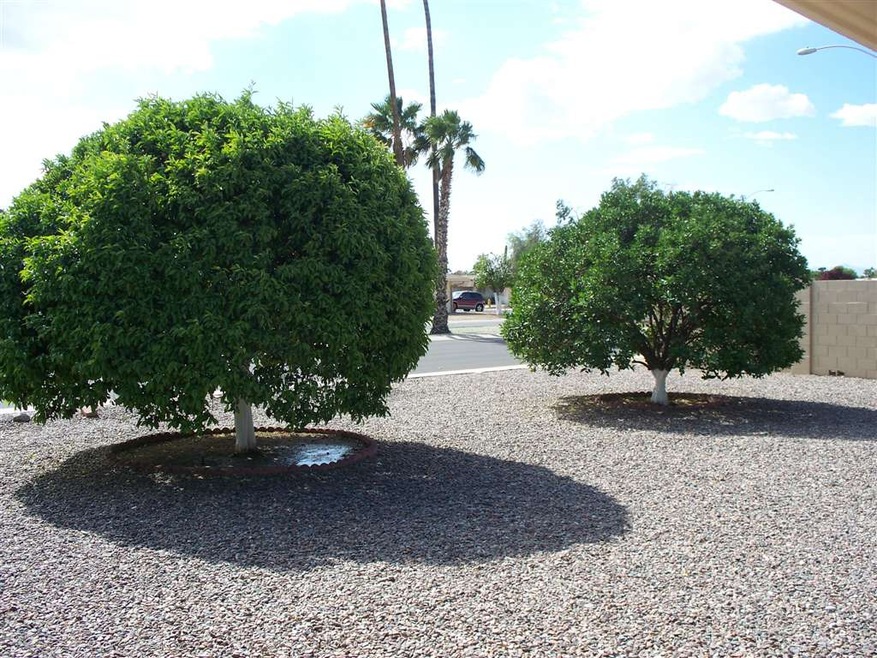 CITRUS TREES ONE IS MANDRIAN ORANGE
