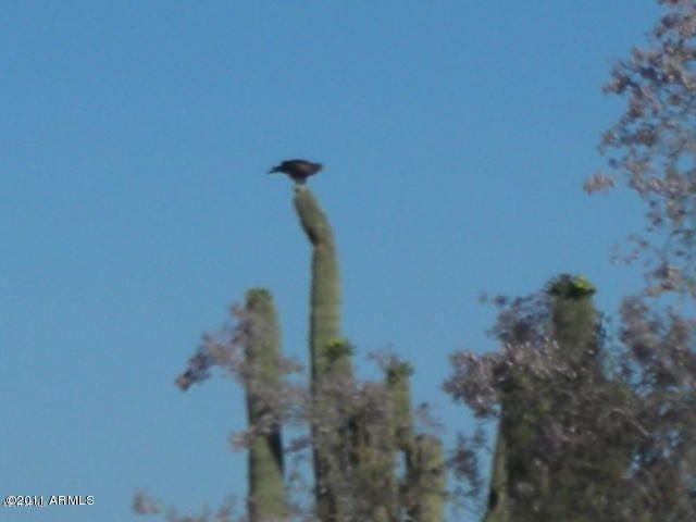 RESIDENT HAWK