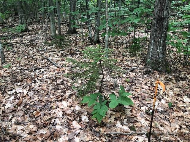 00 Skytop Dr, Newbury, NH 03255 - photo 1