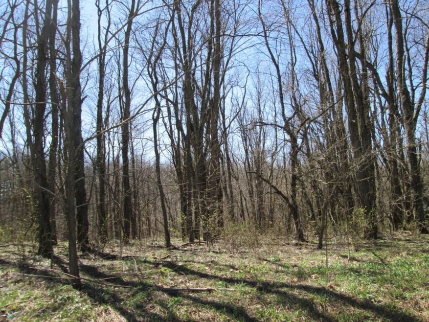 Wooded Lot