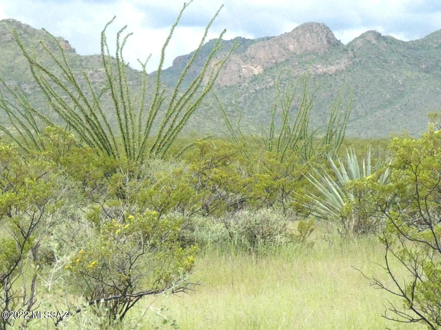 Desert vegetation