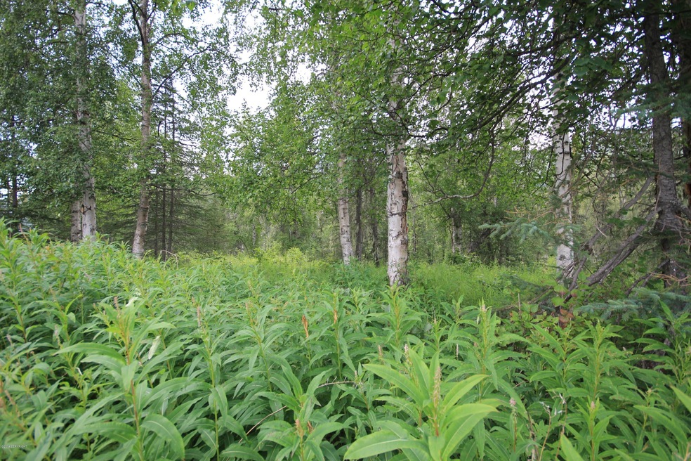 birch