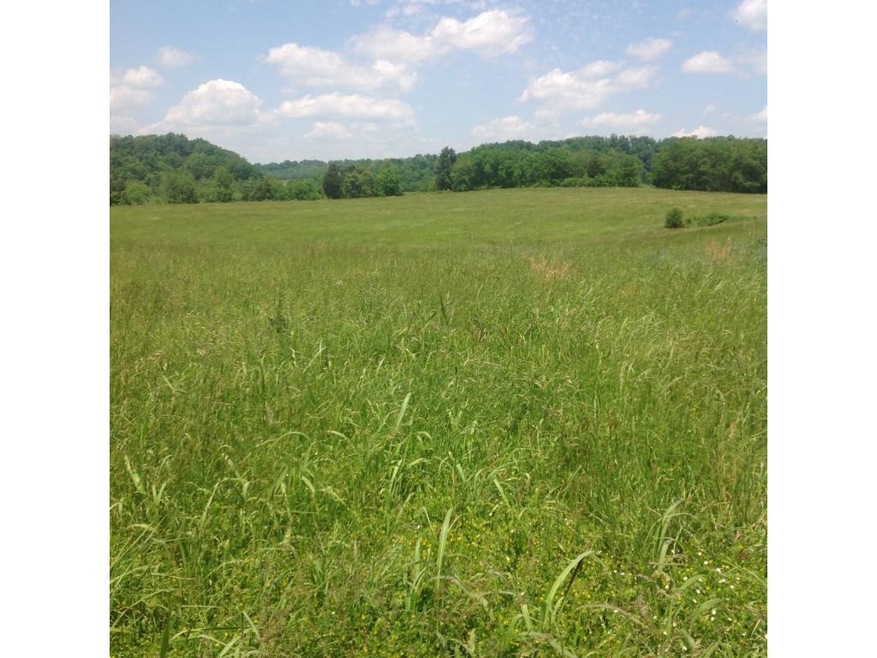 Beautiful Meadow
