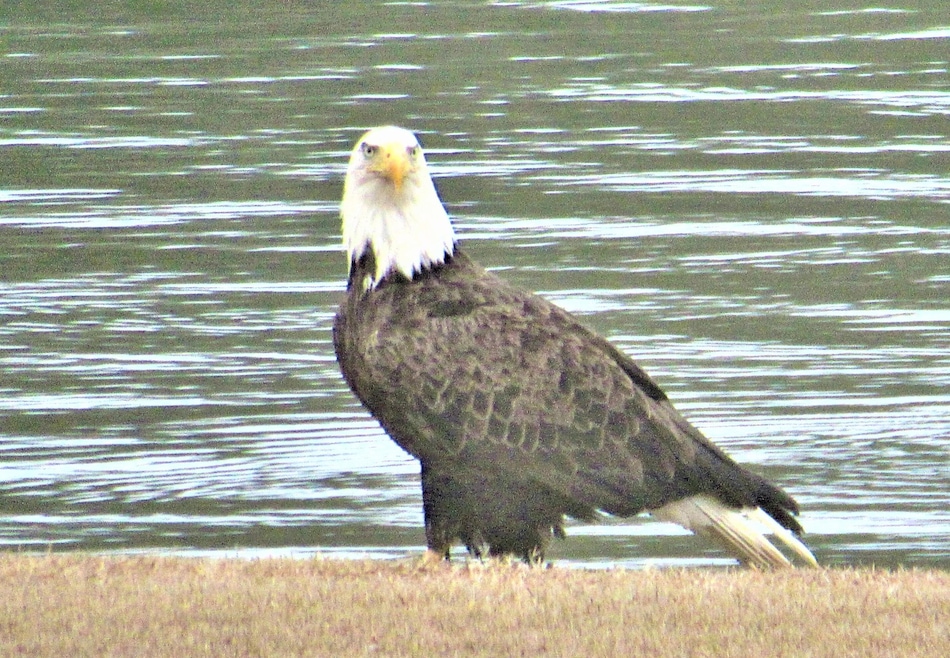 Eagle at PW