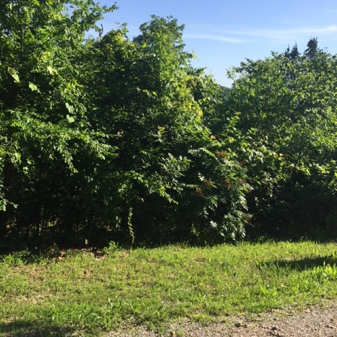 Lot 4 Foxcroft Estates Dr, Ruth B Rural Township, MO 65686 - photo 1