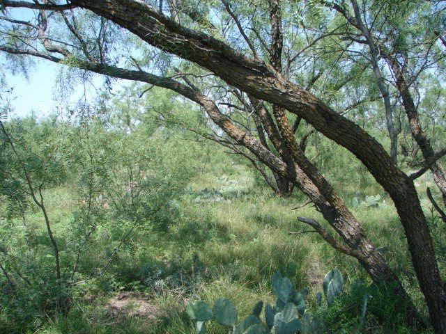12165 Pecan Ln unit Tract 28, San Angelo, TX 76904 - photo 1