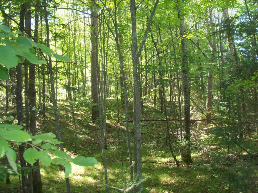 W8092 Cth O, Tomahawk, WI 54487 - photo 1