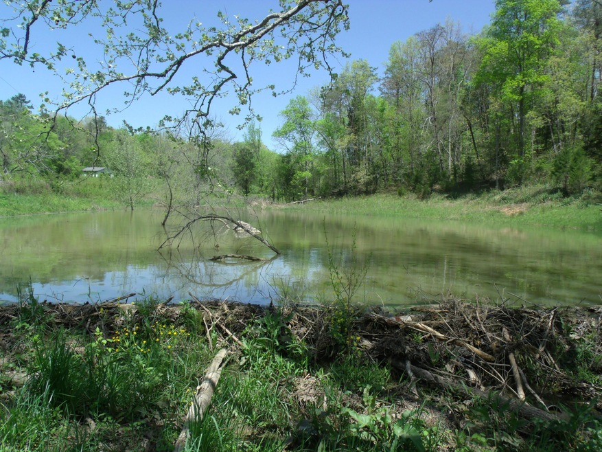 Spring fed pond