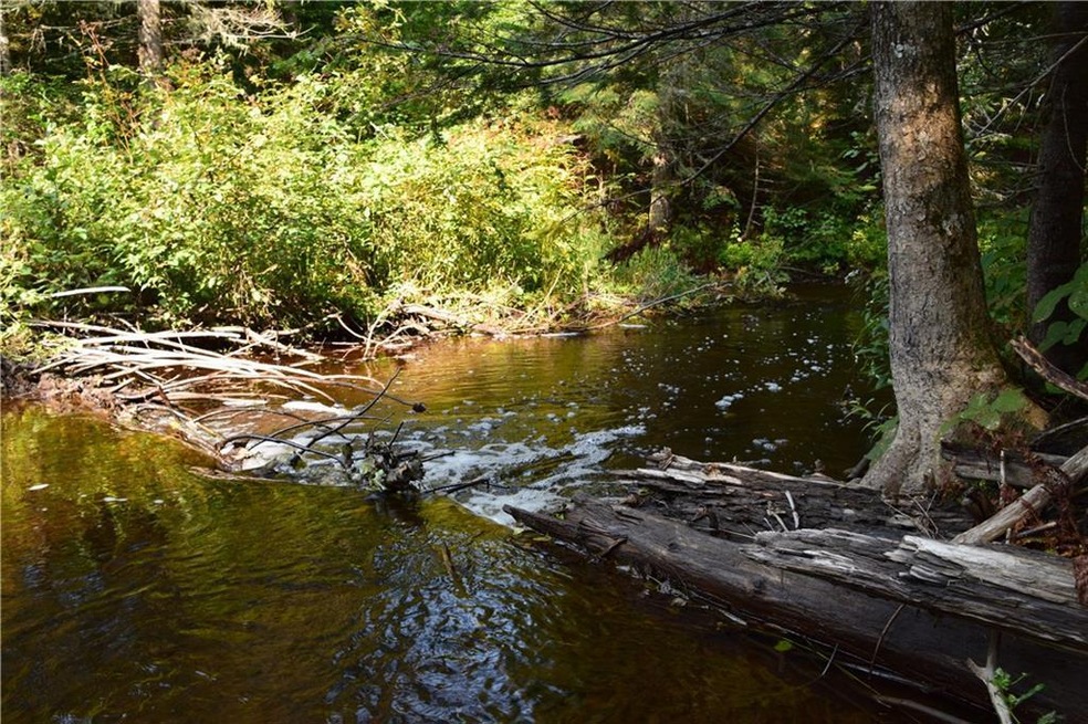 Beaver makes this stream home