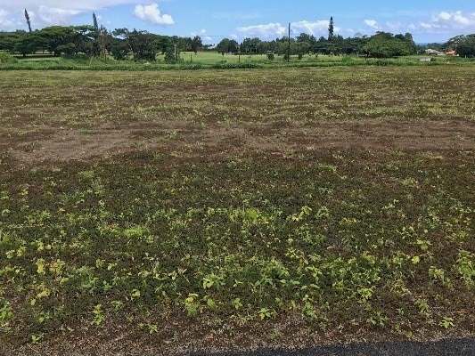 1046 Kahua Kolepa St, Hilo, HI 96720 - photo 1